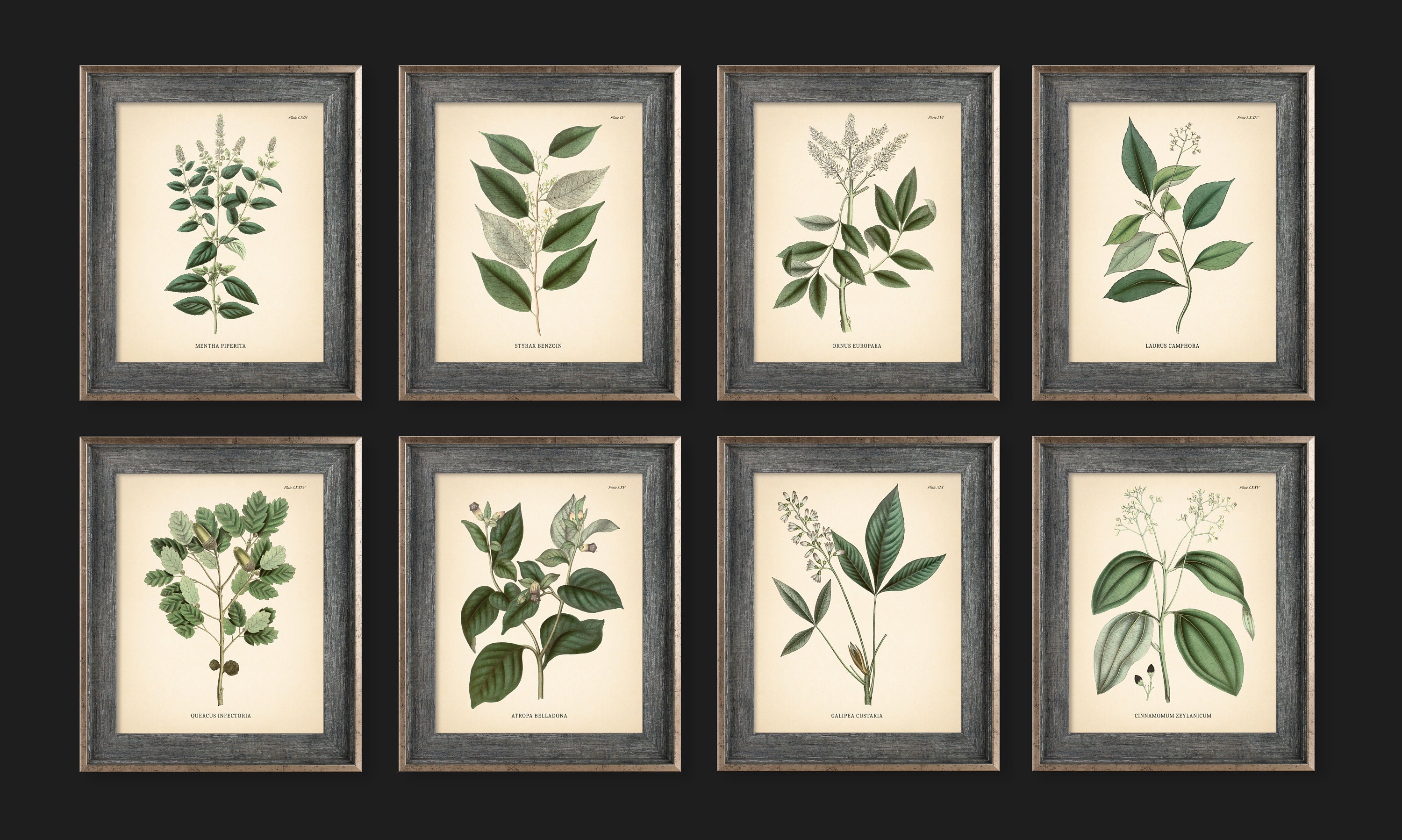 8x10'' Vintage Botanical Prints Set of 8 Botanical Poster Green Herbs ...