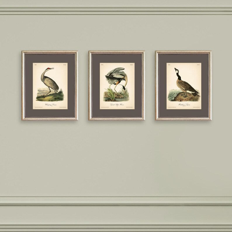 8x10'' 3 VINTAGE PRINTS Audubon Birds 8x10 inches Wall Art Decor Rustic Antique Book Birds of America Botanical Prints Set of 3 Prints Heron image 6