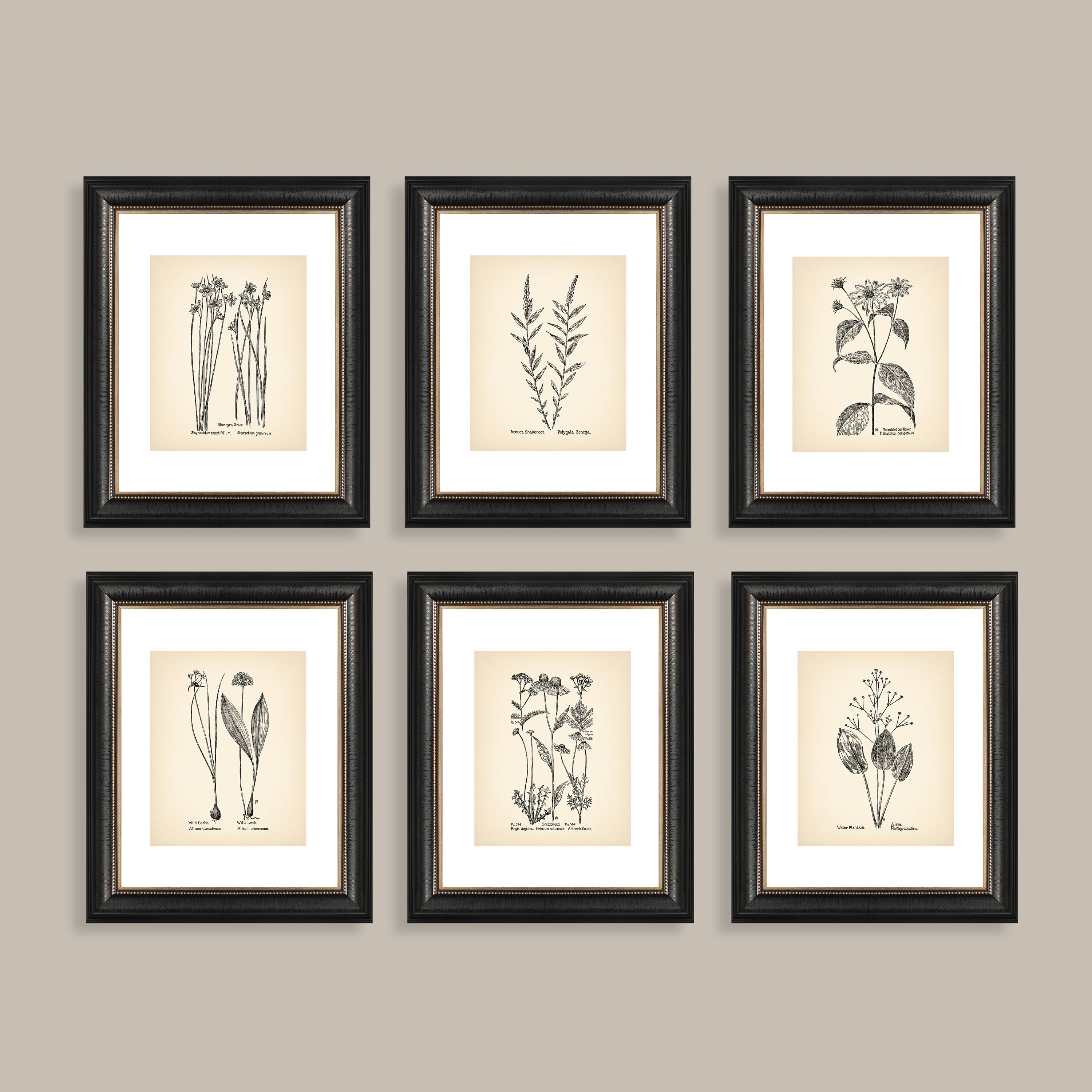 Vintage Botanical Prints Set of 6 Botanical Poster Wildflower Botanical ...
