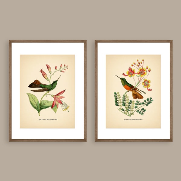 8x10'' HUMMINGBIRD PRINTS Set of 2 bird prints flower nature wall art botanical prints vintage prints colibri print vintage wall decor green