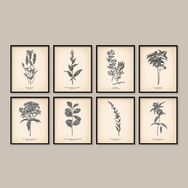 8x10'' Vintage Botanical Prints Set of 8 Botanical Poster Wildflower Botanical Print Flower Print Vintage Print Botanical Art Neutral Decor