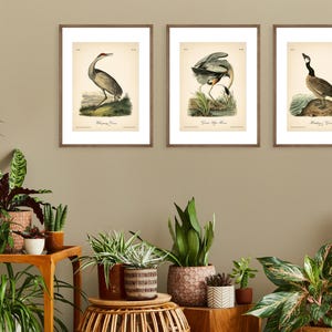 8x10'' 3 VINTAGE PRINTS Audubon Birds 8x10 inches Wall Art Decor Rustic Antique Book Birds of America Botanical Prints Set of 3 Prints Heron image 18
