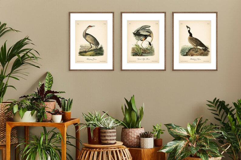 8x10'' 3 VINTAGE PRINTS Audubon Birds 8x10 inches Wall Art Decor Rustic Antique Book Birds of America Botanical Prints Set of 3 Prints Heron image 18
