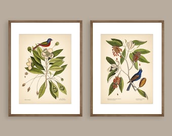 8x10'' BLUEBIRDS PRINTS Set of 2 bird prints flower nature wall art botanical prints vintage prints colibri print vintage wall decor green