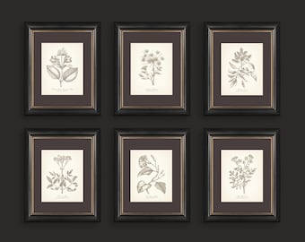 Vintage Botanical Prints Set of 6 Botanical Poster Wildflower Print Flower Vintage Print Fine Art Print Neutral Home Decor Beige Wall Art