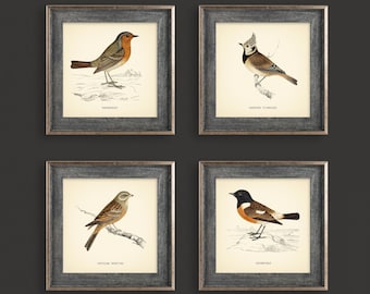 British Birds Prints Set of 4 Square Prints Botanical Prints Vintage Prints Neutral Home Decor Wall Art Nature Prints Cottagecore Farmhouse