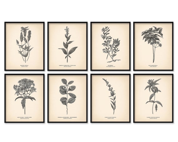 Gå op og ned Badekar Mitt 8x10'' Vintage Botanical Prints Set of 8 Botanical - Etsy