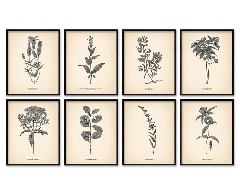 8x10'' Vintage Botanical Prints Set of 8 Botanical Etsy UK