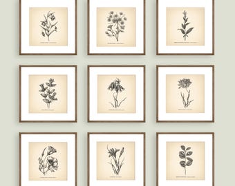Square Botanical Prints Set of 9 Botanical Posters Wildflower Botanical Print Flower Print Vintage Print Botanical Art Neutral Home Decor
