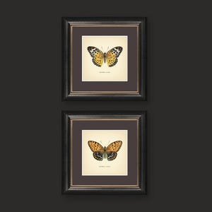 Set of 2 Vintage Butterflies Prints Botanical Square Print Butterfly Set of Prints Yellow Green Neutral Home Decor Neutral Art Reproduction zdjęcie 8