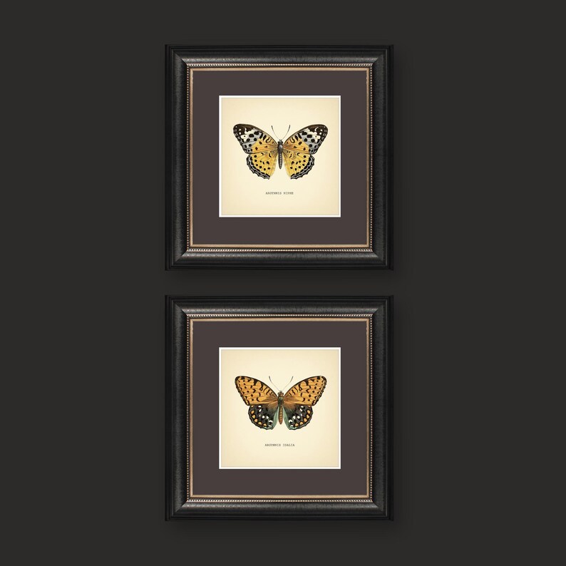 Set of 2 Vintage Butterflies Prints Botanical Square Print Butterfly Set of Prints Yellow Green Neutral Home Decor Neutral Art Reproduction zdjęcie 8