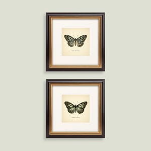 May include: Two framed butterfly prints. Each print features a black and white butterfly illustration on an off-white background, with text below the butterfly. The frames are dark brown with a gold inner border.