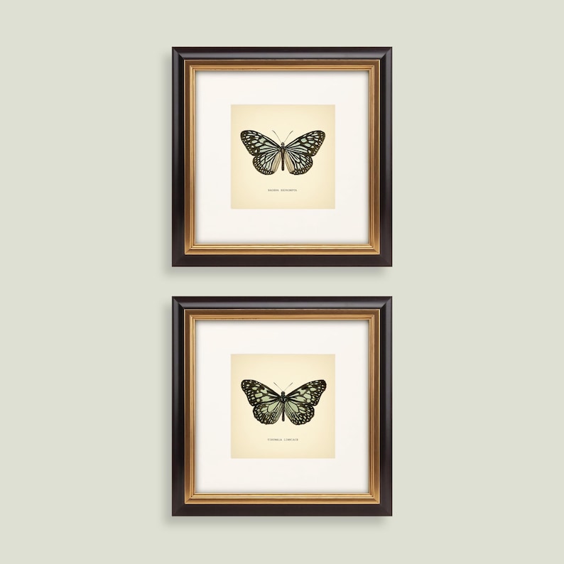May include: Two framed butterfly prints. Each print features a black and white butterfly illustration on an off-white background, with text below the butterfly. The frames are dark brown with a gold inner border.