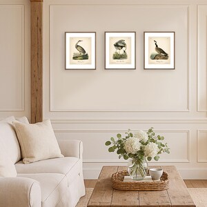 8x10'' 3 VINTAGE PRINTS Audubon Birds 8x10 inches Wall Art Decor Rustic Antique Book Birds of America Botanical Prints Set of 3 Prints Heron image 16