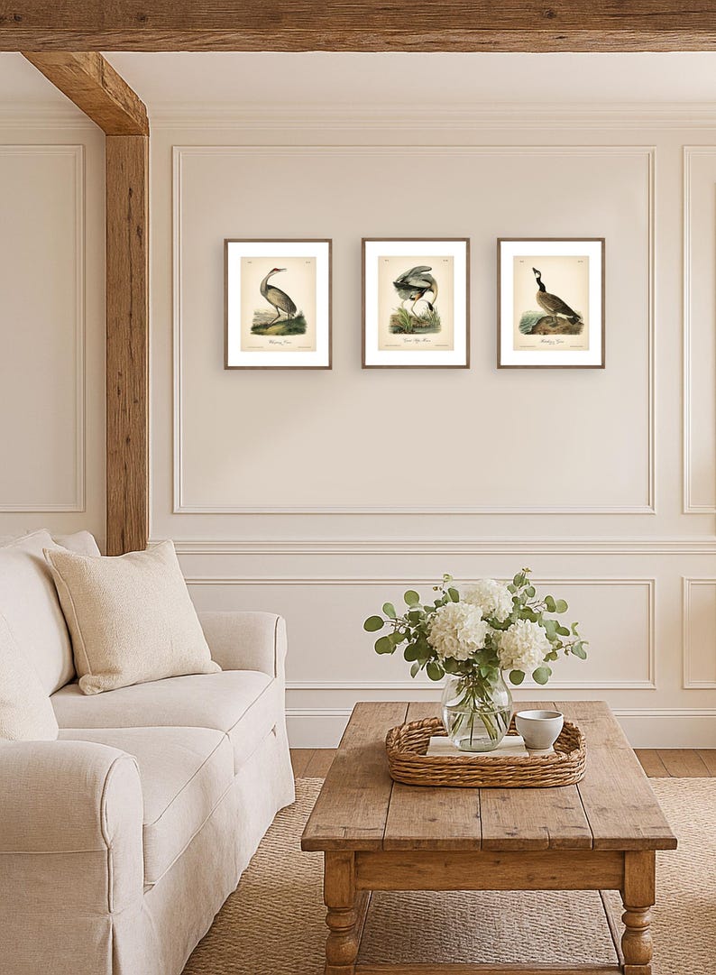 8x10'' 3 VINTAGE PRINTS Audubon Birds 8x10 inches Wall Art Decor Rustic Antique Book Birds of America Botanical Prints Set of 3 Prints Heron image 16