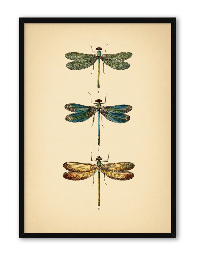 Instant Download Vintage Dragonflies Printable Art Botanical | Etsy