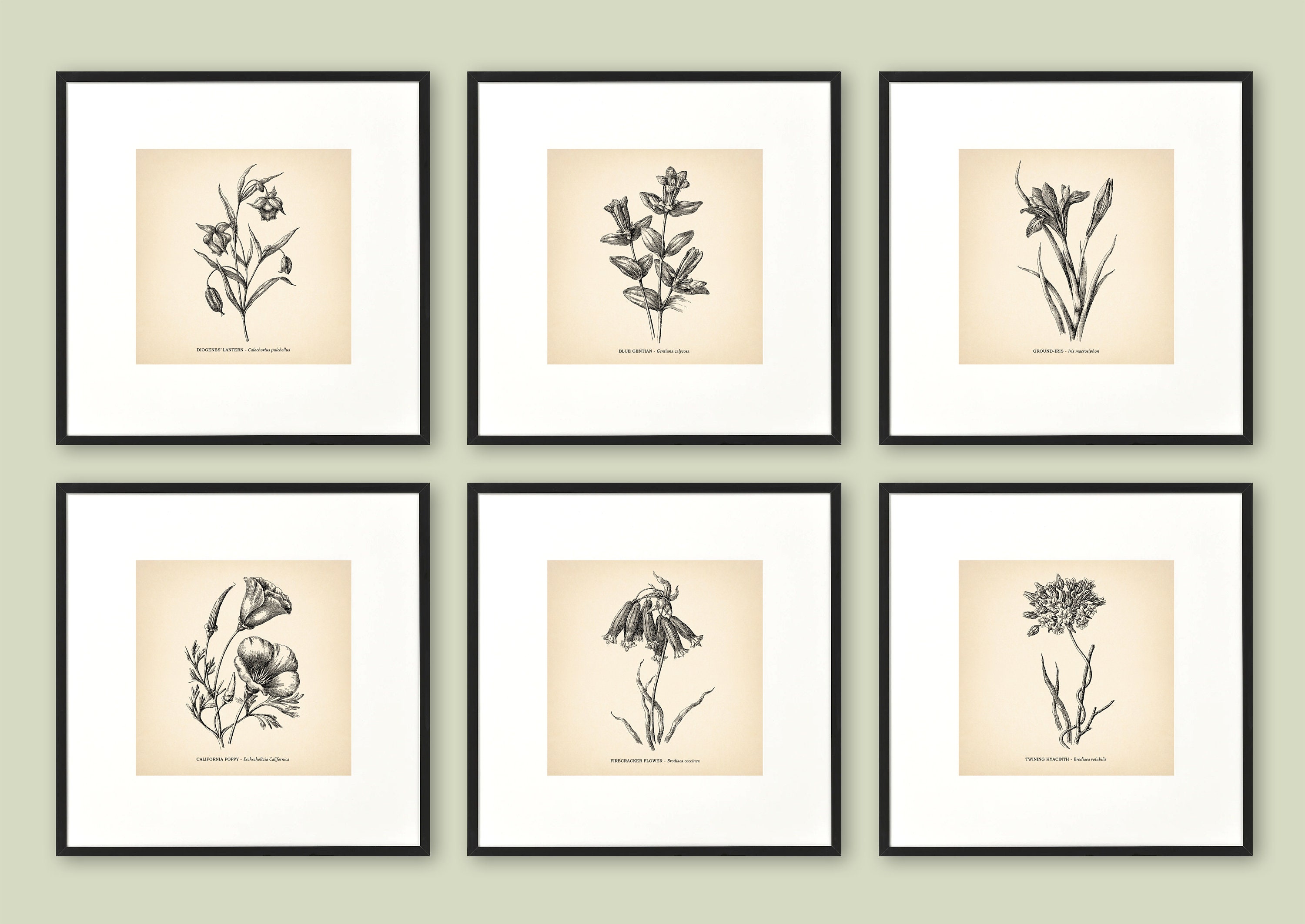 8x8'' Vintage Botanical Prints Set of 6 Botanical | Etsy