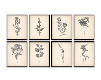 8x10'' Vintage Botanical Prints Set of 8 Botanical Poster Wildflower Botanical Print Flower Print Vintage Print Botanical Art Neutral Decor