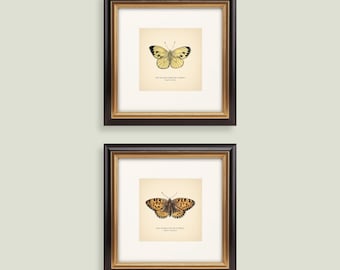 Set of 2 Square Vintage British Butterflies Prints Botanical Set of Prints Yellow Charlotte Butterfly Home Decor Neutral Art Reproduction
