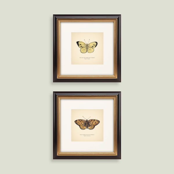 Juego de 2 impresiones cuadradas vintage de mariposas británicas, juego de impresiones botánicas, mariposa Charlotte amarilla, decoración del hogar, reproducción de arte neutro.