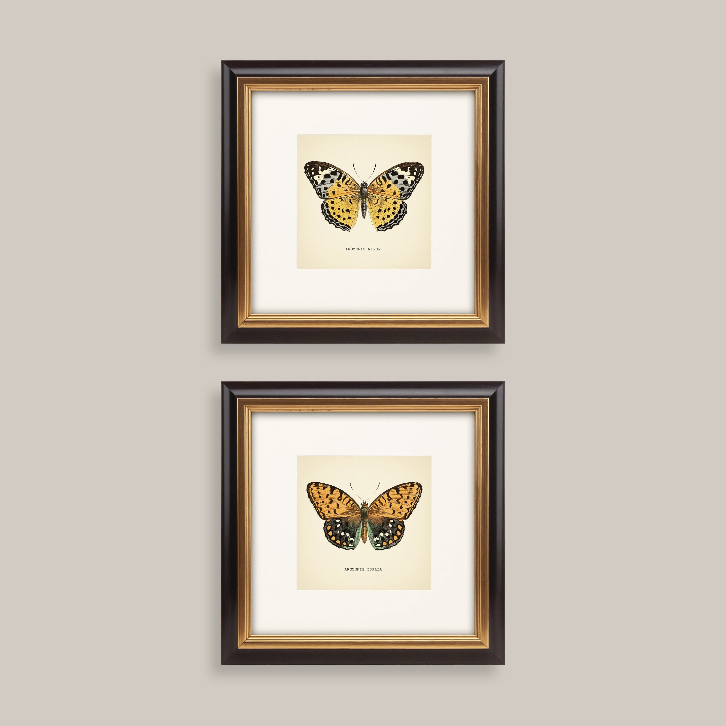 Set of 2 Vintage Butterflies Prints Botanical Square Print Butterfly ...