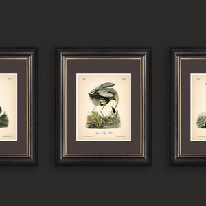 8x10'' 3 VINTAGE PRINTS Audubon Birds 8x10 inches Wall Art Decor Rustic Antique Book Birds of America Botanical Prints Set of 3 Prints Heron image 7