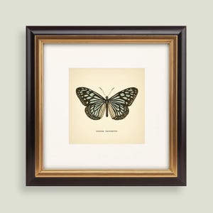 May include: Framed butterfly print featuring a detailed illustration of a butterfly with black, white, and teal markings. The print is set against a cream-colored background and is framed in a dark brown frame with a gold inner border. The text "RADENA EXPROMPTA" is below the butterfly.