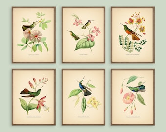 8x10'' HUMMINGBIRD PRINTS SET set bird print flower nature wall art botanical prints vintage prints colibri print vintage prints wall decor