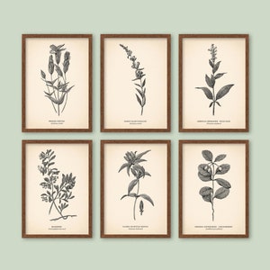 K&ouml;nnte beinhalten: Satz von sechs Schwarzwei&szlig;-Botanischen Illustrationen in braunen Rahmen. Die Illustrationen zeigen verschiedene Pflanzen, darunter Fransen-Enzian, Flaumiger Falscher Fingerhut, Amerikanischer Gamander, Salbei, Kriechender Wintergr&uuml;n und Geschlossener oder Flaschen-Enzian.