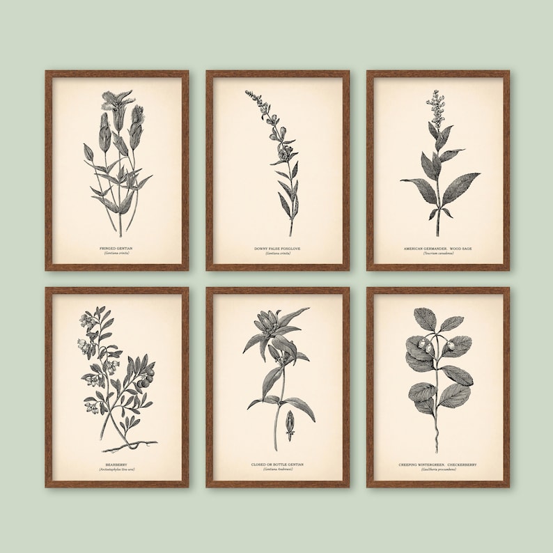 K&ouml;nnte beinhalten: Satz von sechs Schwarzwei&szlig;-Botanischen Illustrationen in braunen Rahmen. Die Illustrationen zeigen verschiedene Pflanzen, darunter Fransen-Enzian, Flaumiger Falscher Fingerhut, Amerikanischer Gamander, Salbei, Kriechender Wintergr&uuml;n und Geschlossener oder Flaschen-Enzian.