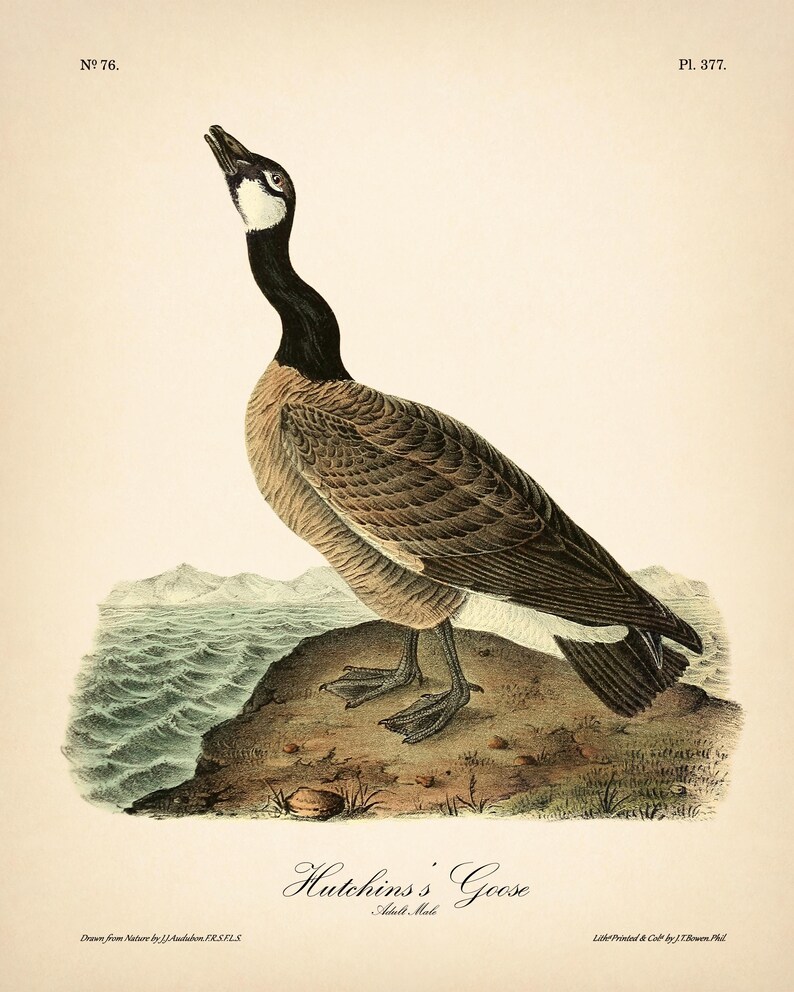 8x10'' 3 VINTAGE PRINTS Audubon Birds 8x10 inches Wall Art Decor Rustic Antique Book Birds of America Botanical Prints Set of 3 Prints Heron image 4