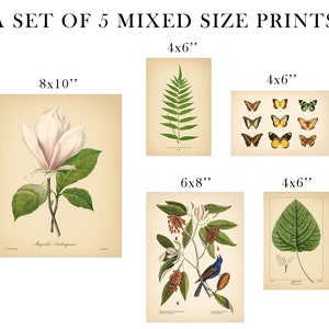 5 Vintage Botanical Prints Set Botanical Poster, Magnolia Flower Print Butterfly Sunflower Fern Leaf Rose Bird Nature Set of Prints image 2