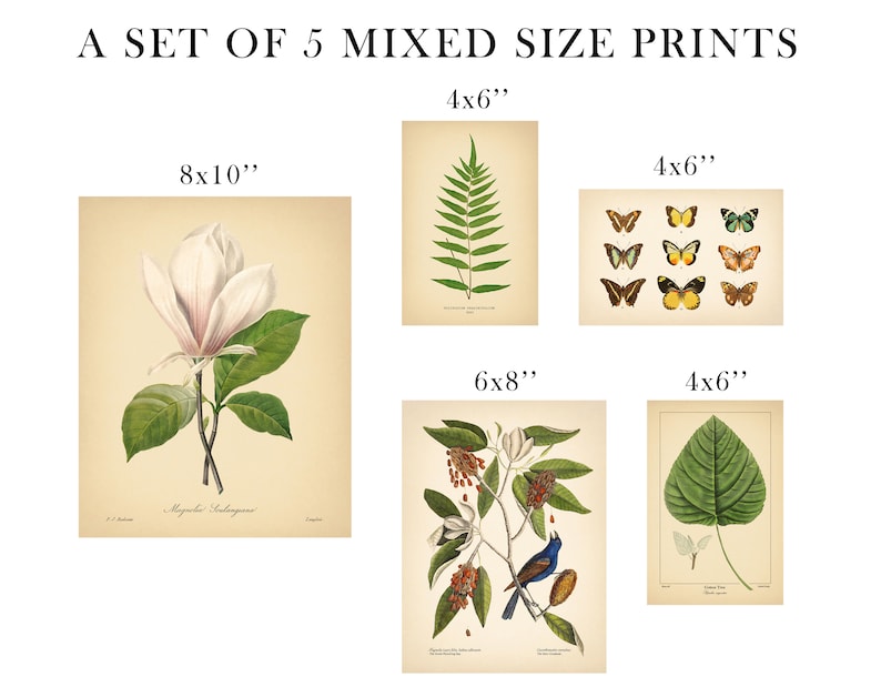5 Vintage Botanical Prints Set Botanical Poster, Magnolia Flower Print Butterfly Sunflower Fern Leaf Rose Bird Nature Set of Prints image 2