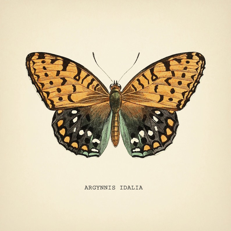 Może przedstawiać: Winietkowa ilustracja motyla z pomarańczowymi, czarnymi i białymi skrzydłami. Motyl jest oznaczony jako "Argynnis Idalia".