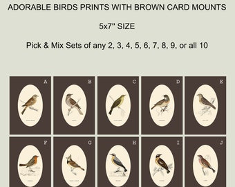 Set of 2 Birds Prints WITH Brown Card Mounts 5x7'' size Botanical Print  Set of Prints  British Birds  Vintage Style Prints Classic Decor