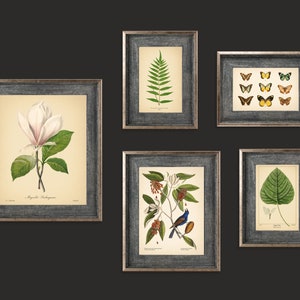 5 Vintage Botanical Prints Set Botanical Poster, Magnolia Flower Print Butterfly Sunflower Fern Leaf Rose Bird Nature Set of Prints image 6