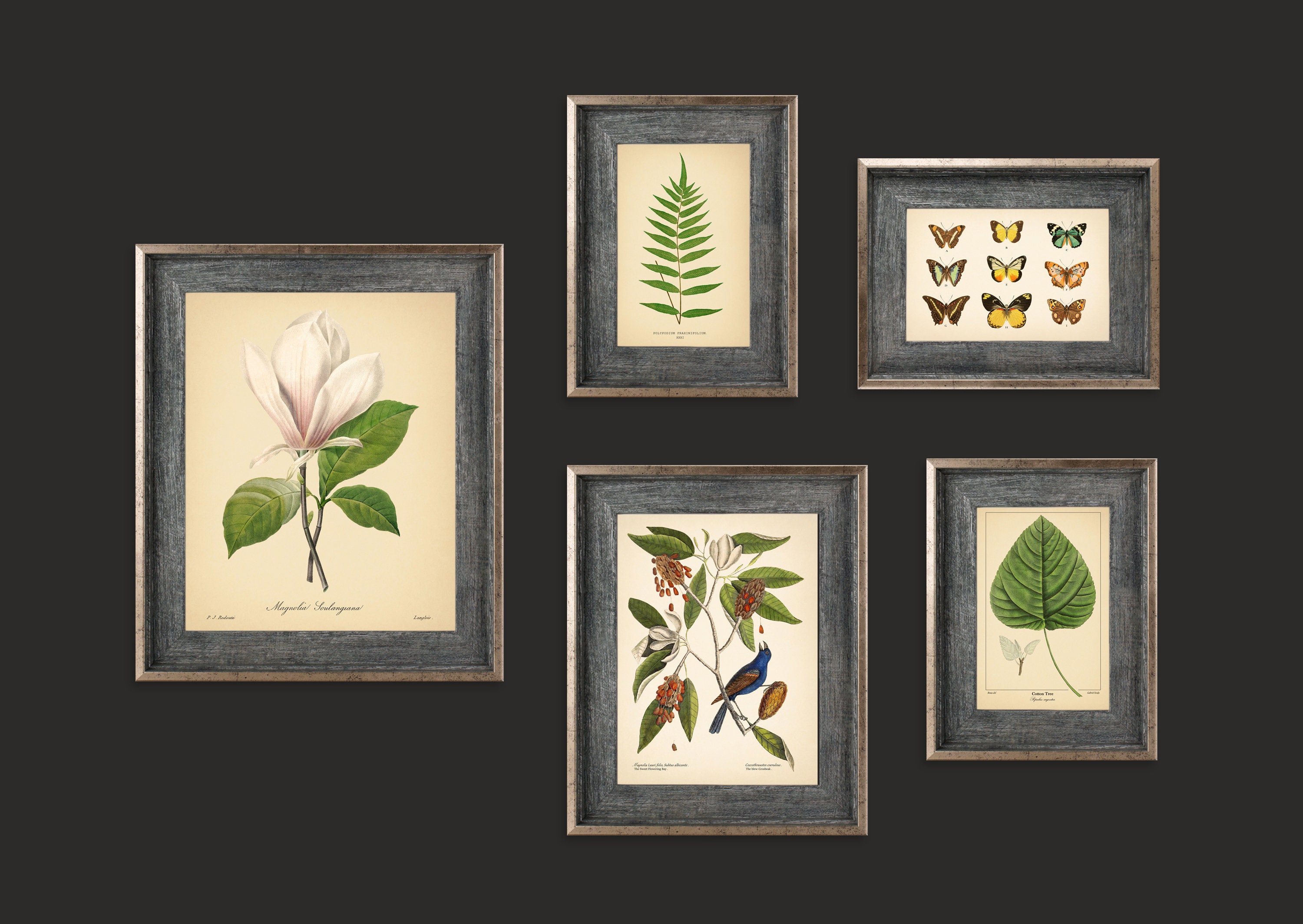 5 Vintage Botanical Prints Set Botanical Poster Magnolia - Etsy