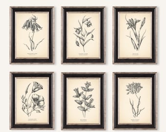 4x6'' Vintage Botanical Prints Set of 6 Botanical Poster Wildflower Print Flower Vintage Print Fine Art Print Neutral Home Wall Decor Beige