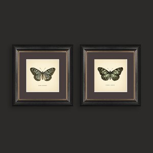 May include: Two framed butterfly prints. Each print features a detailed illustration of a butterfly with black and white wings, set against a cream-colored background. The frames are black with gold trim, creating a classic and elegant look. The prints are displayed on a dark background.