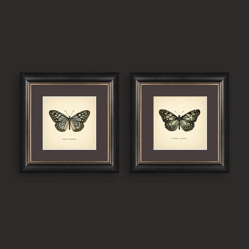 May include: Two framed butterfly prints. Each print features a detailed illustration of a butterfly with black and white wings, set against a cream-colored background. The frames are black with gold trim, creating a classic and elegant look. The prints are displayed on a dark background.