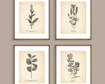 8x10'' Vintage Botanical Prints Set of 4 Botanical Poster Wildflower Botanical Print Flower Print Vintage Print Botanical Art Neutral Decor