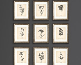 8x10'' Vintage Botanical Prints Set of 9 Botanical Poster Wildflower Botanical Print Flower Print Vintage Print Botanical Art Neutral Decor