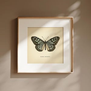 May include: Framed butterfly print with a cream-colored background. The butterfly has black and white patterned wings with a touch of light blue. The frame is a light wood color, and the print is labeled "RAJAH ZEBROIDES."