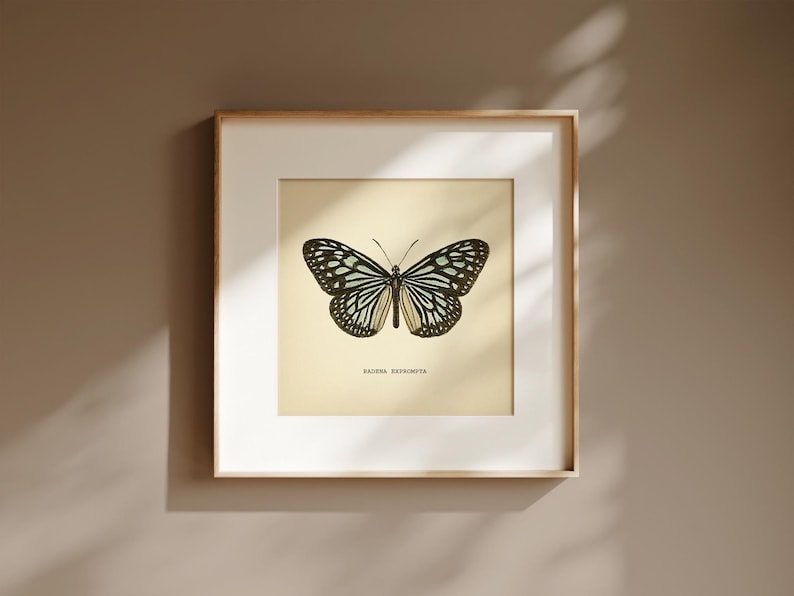 May include: Framed butterfly print with a cream-colored background. The butterfly has black and white patterned wings with a touch of light blue. The frame is a light wood color, and the print is labeled "RAJAH ZEBROIDES."