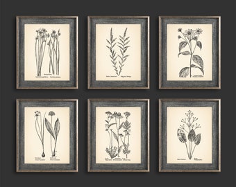 Vintage Botanical Prints Set of 6 Botanical Poster Wildflower Botanical Print Flower Print Vintage Print Botanical Art Neutral Decor
