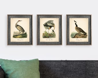 8x10'' 3 VINTAGE PRINTS Audubon Birds 8x10 inches Wall Art Decor Rustic Antique Book Birds of America Botanical Prints Set of 3 Prints Heron