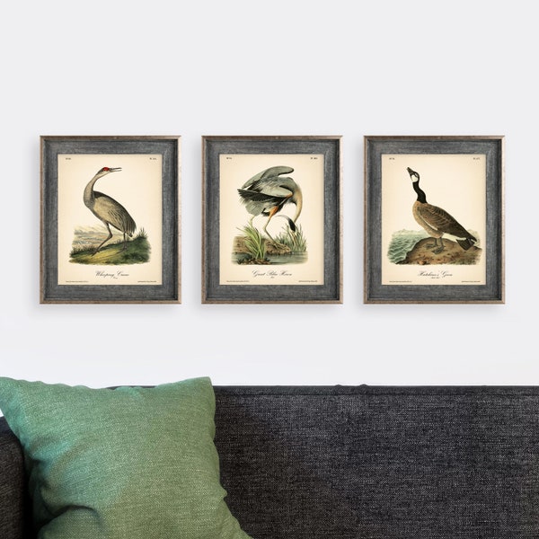 8x10'' 3 VINTAGE PRINTS Audubon Birds 8x10 inches Wall Art Decor Rustic Antique Book Birds of America Botanical Prints Set of 3 Prints Heron