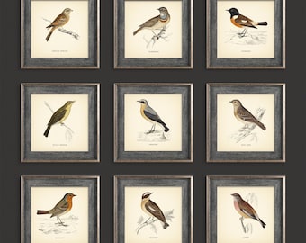 Set of 9 British Birds Prints Square Prints Botanical Prints British Birds Vintage Prints Classic Decor Neutral Home Decor Wall Art Cottage