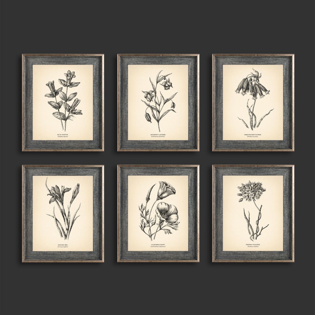 8x10'' Vintage Botanical Prints Set of 6 Botanical Poster Wildflower ...