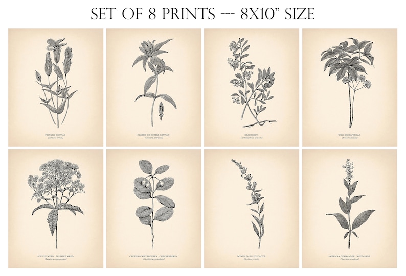 8x10'' Vintage Botanical Prints Set of 8 Botanical - Etsy UK